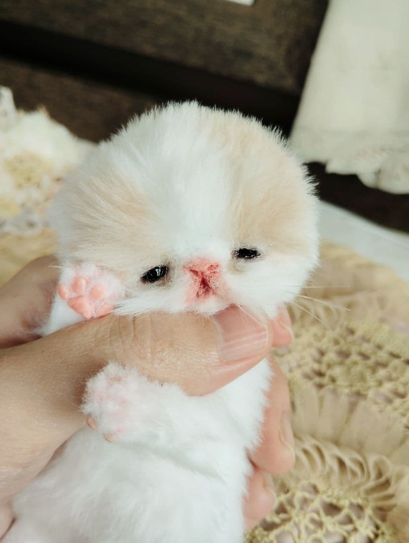 オメメ開いたよ♡生後7日♡エキゾベビー♡子猫ちゃん♡アートドール♡フリフリマット