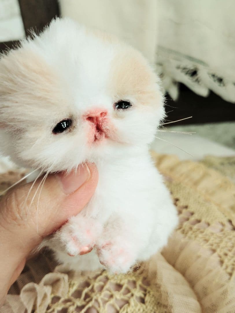 オメメ開いたよ♡生後7日♡エキゾベビー♡子猫ちゃん♡アートドール♡フリフリマット