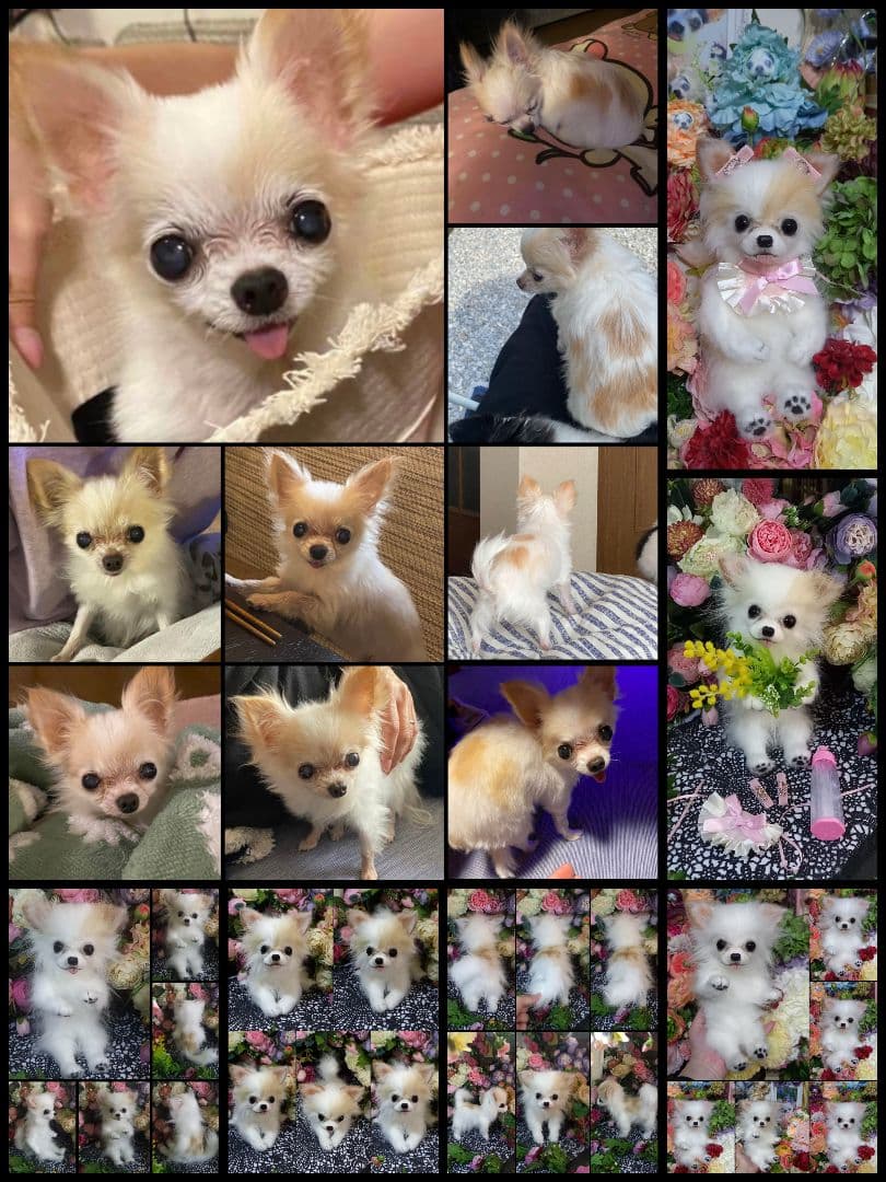 オーダー受付中♥️  チワワ　犬　ペットロス　実物大　ぬいぐるみ　カズコオガワ