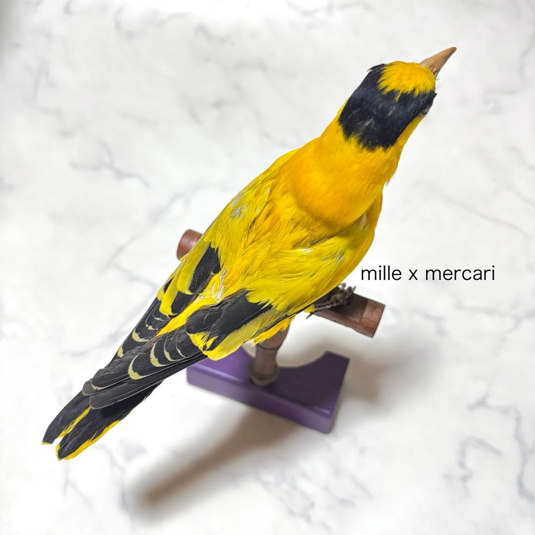 フランス アンティーク 鳥の剥製