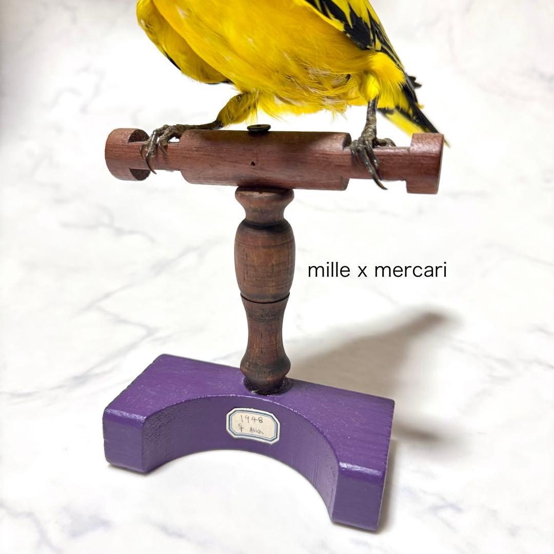 フランス アンティーク 鳥の剥製