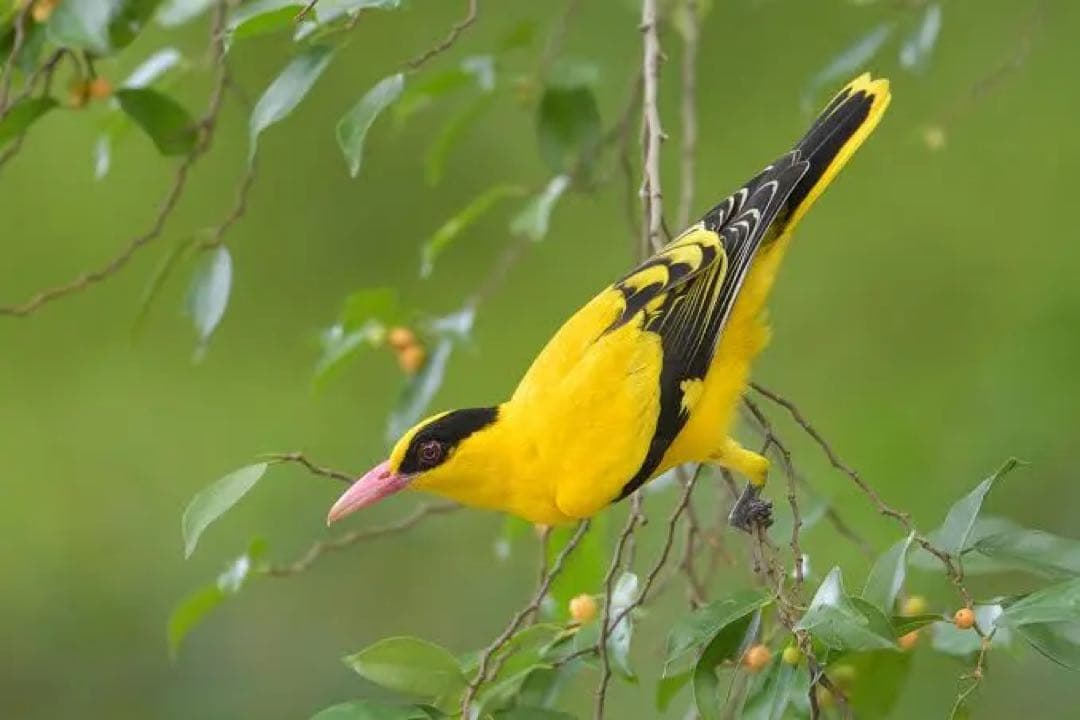 フランス アンティーク 鳥の剥製