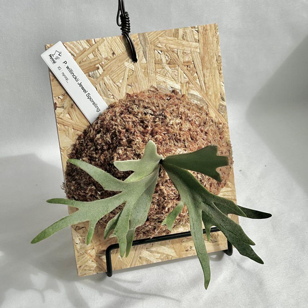 P. willinckii Jewel Sporeling【26】