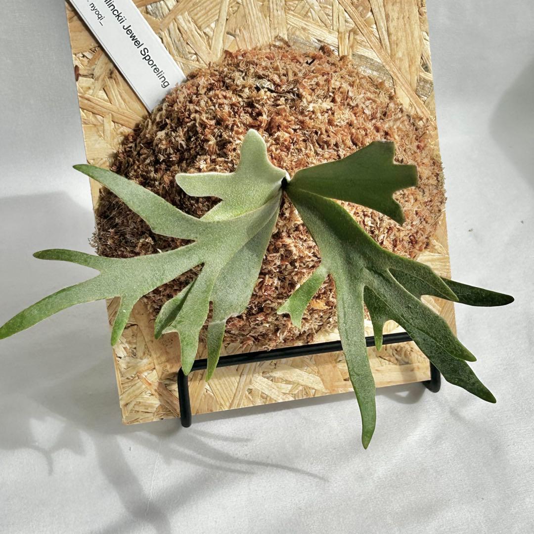 P. willinckii Jewel Sporeling【26】