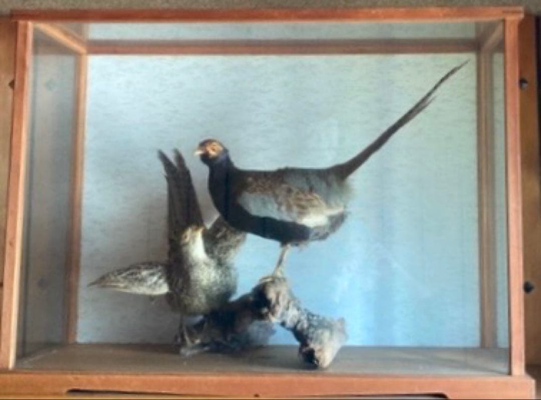 キジ　剥製