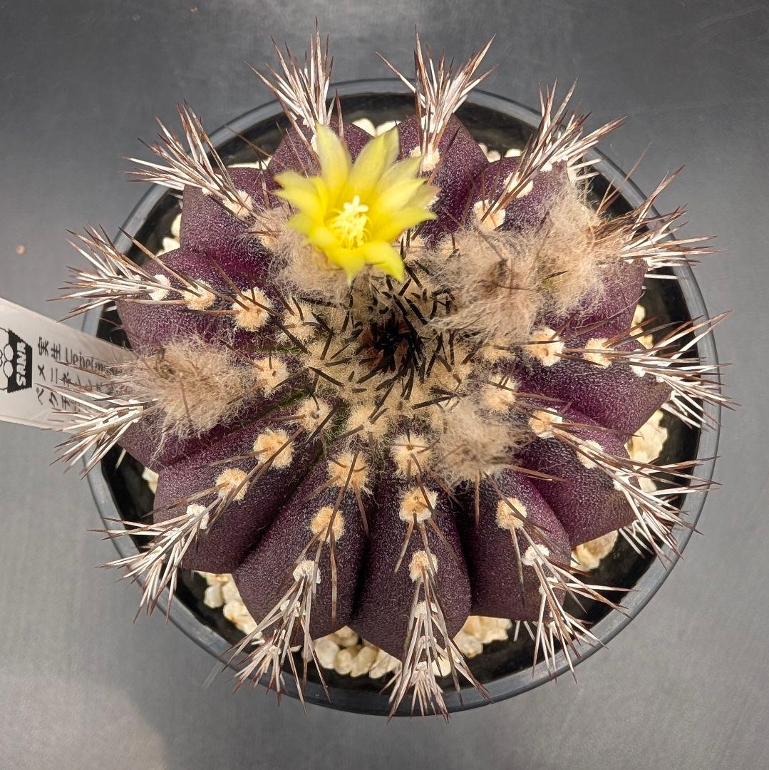 メニネンシス ルブラ×ペクチニフェラ錦 実生 鉢植えメルカリ便送料込み