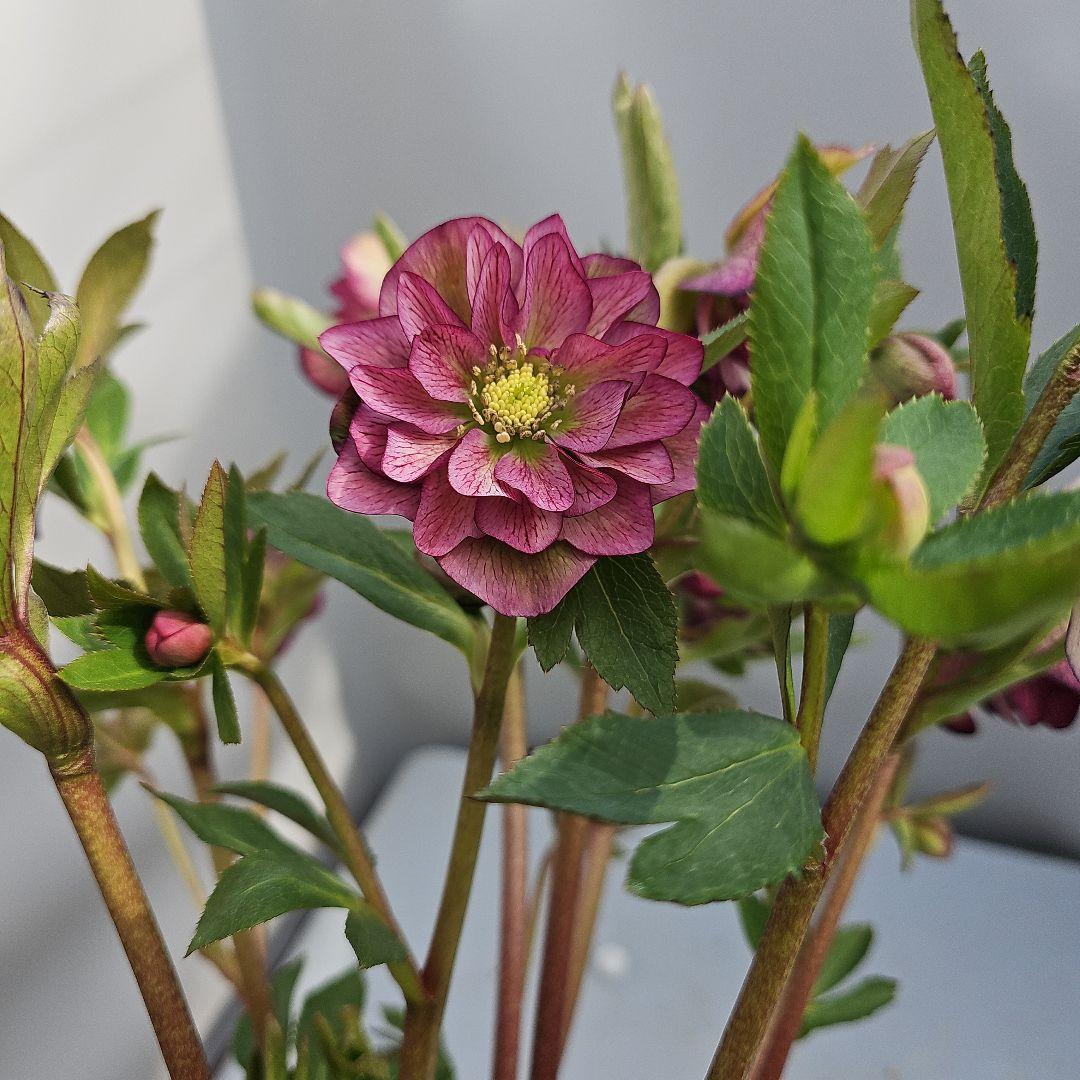 クリスマスローズ開花苗レッドダブル