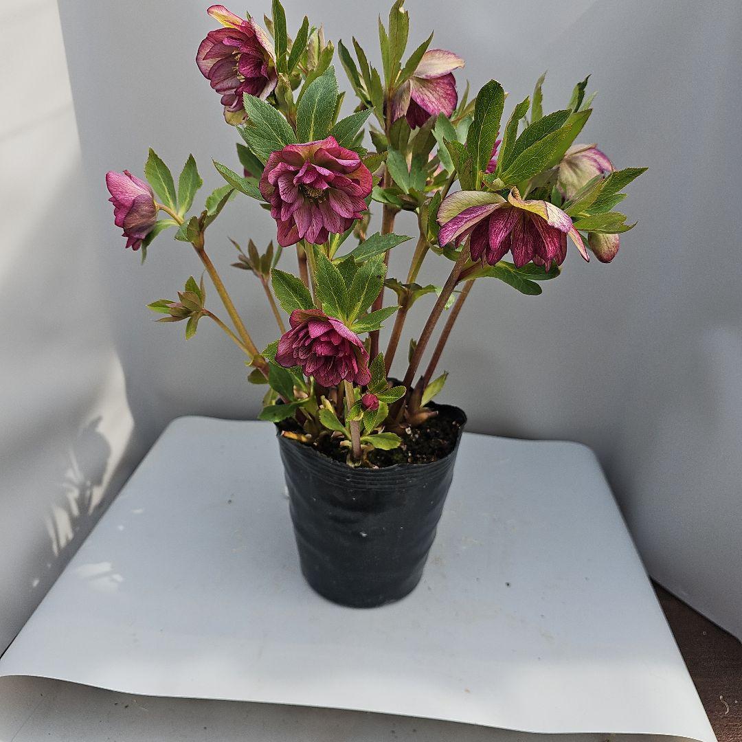 クリスマスローズ開花苗レッドダブル