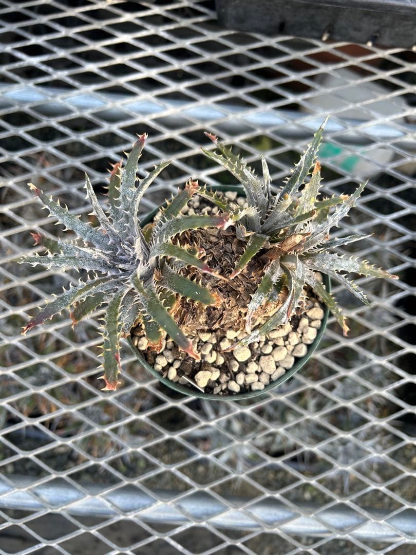 ディッキア Dyckia 'Brittle Star' F3 D048