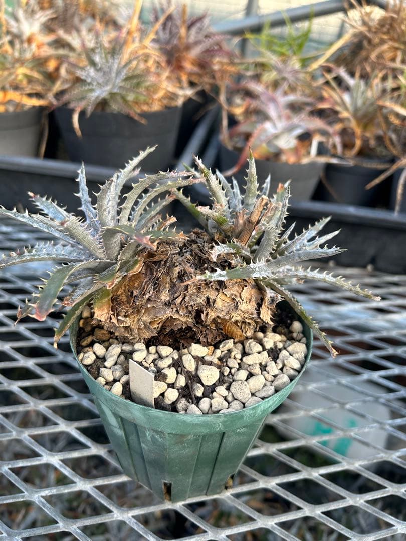 ディッキア Dyckia 'Brittle Star' F3 D048