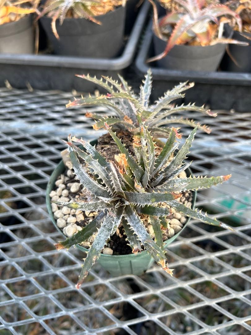 ディッキア Dyckia 'Brittle Star' F3 D048