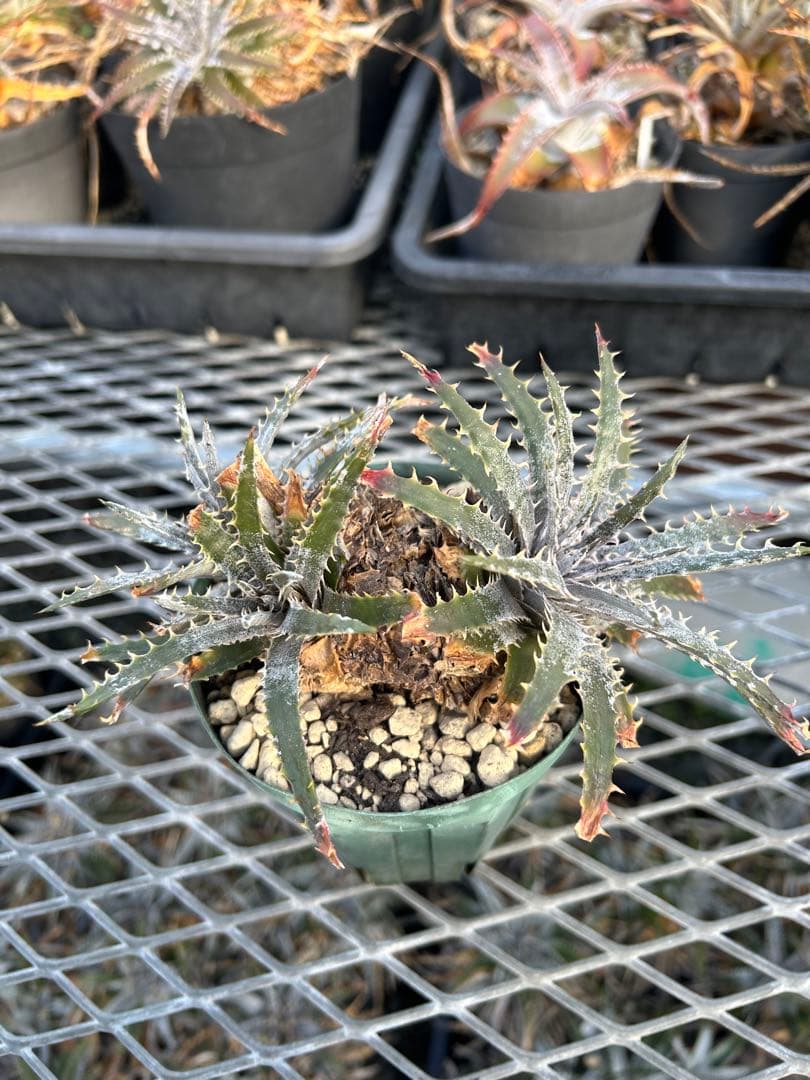 ディッキア Dyckia 'Brittle Star' F3 D048