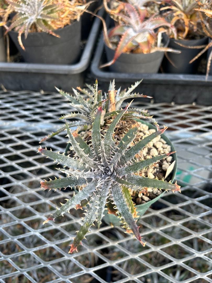 ディッキア Dyckia 'Brittle Star' F3 D048