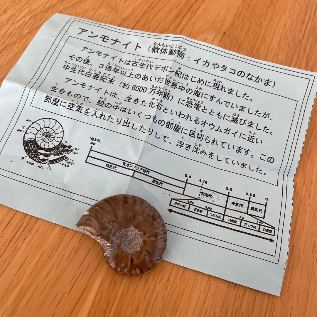 アンモナイト　化石