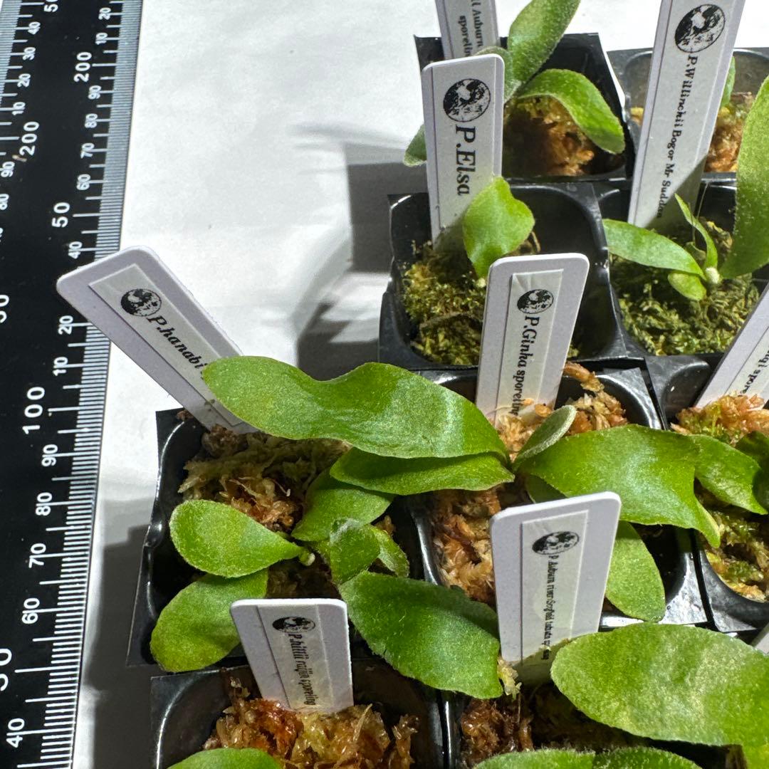 ビカクシダセット15種 エルサOC、ギズモ、ミスタースーダンOCなど