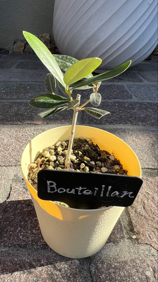 takio　希少オリーブ　カロレア4号とブテイヤン3号のセット苗