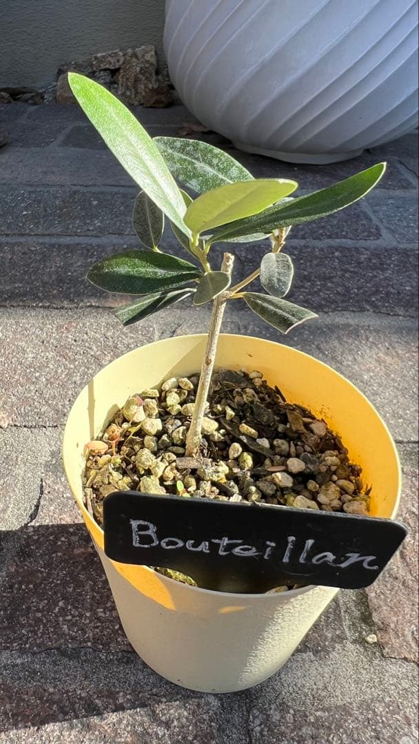 takio　希少オリーブ　カロレア4号とブテイヤン3号のセット苗