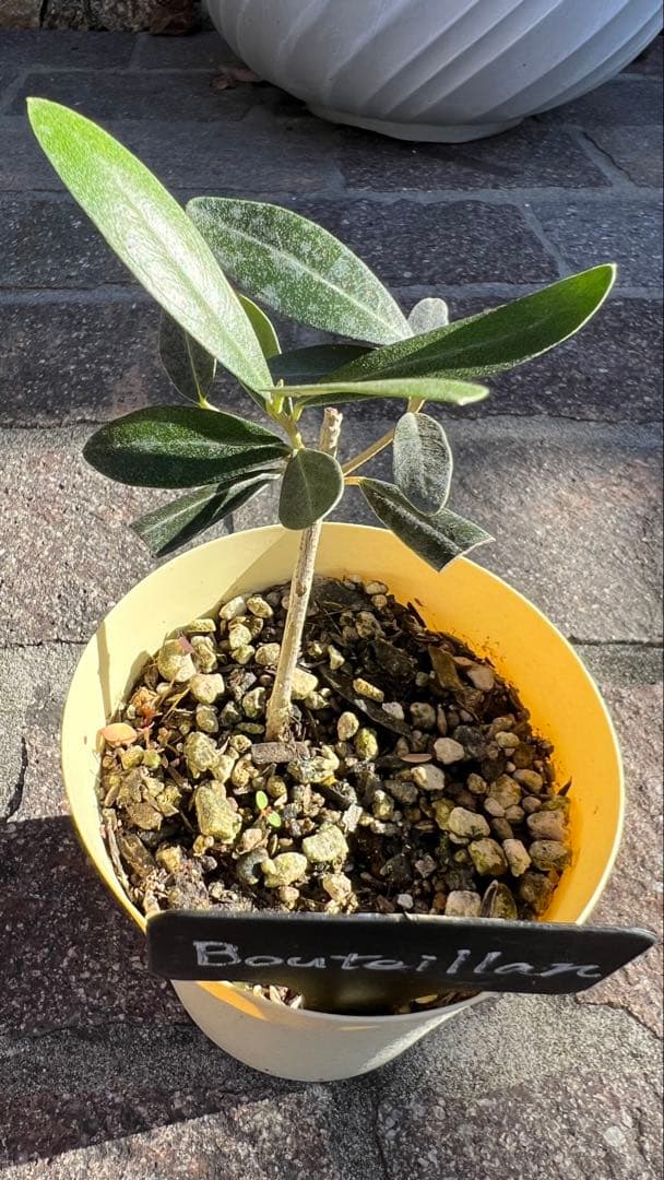 takio　希少オリーブ　カロレア4号とブテイヤン3号のセット苗