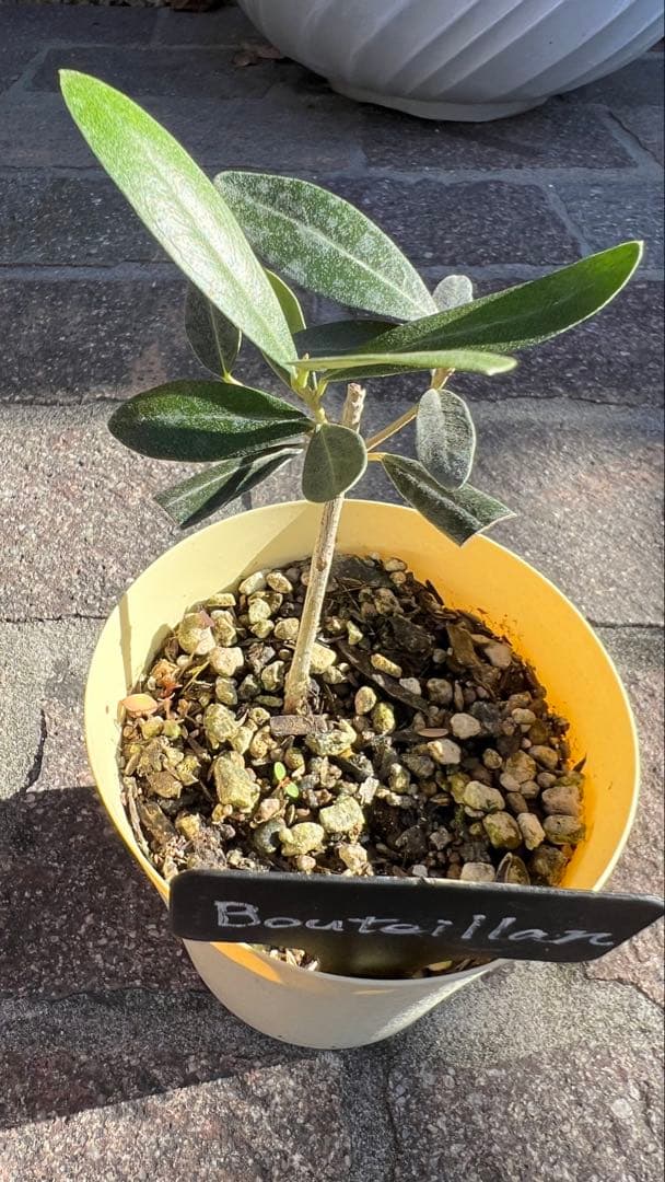 takio　希少オリーブ　カロレア4号とブテイヤン3号のセット苗