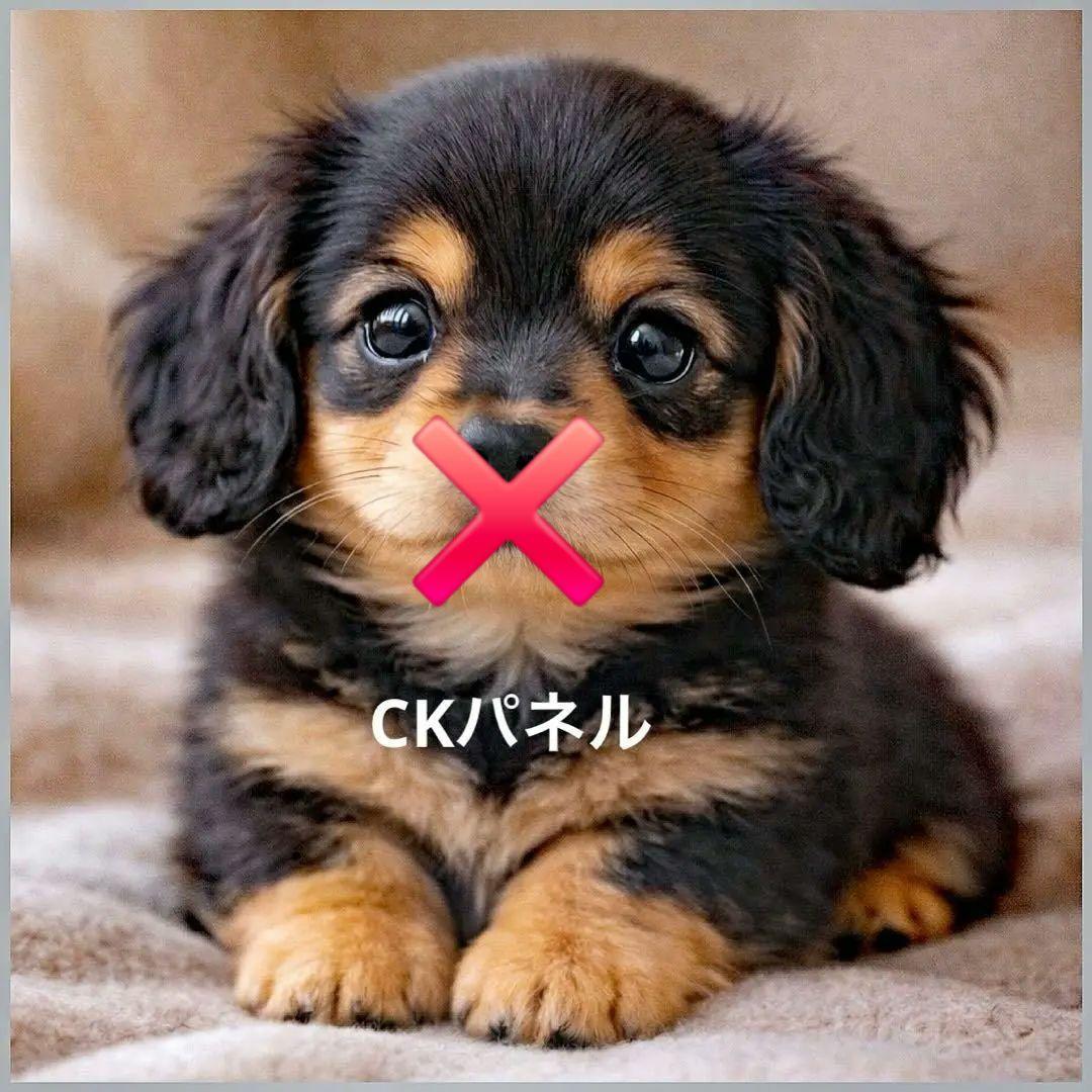 激レアパグ、ダックス、トイプー、ポメラニアン、チワワ、柴犬パネル生地