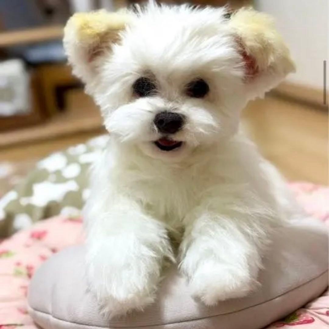 マイペットオーダーメイド 30センチ