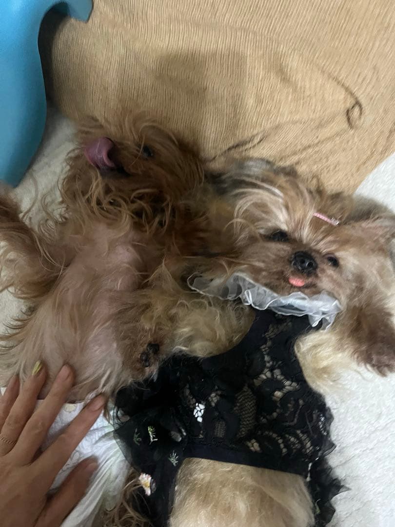 マイペットオーダーメイド 30センチ