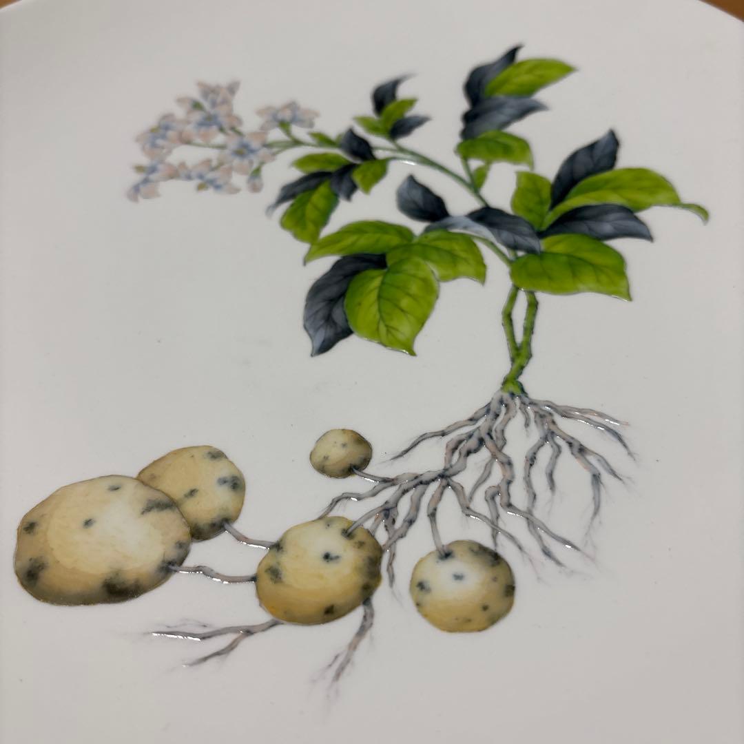 植物とジャガイモのイラスト皿 25cm