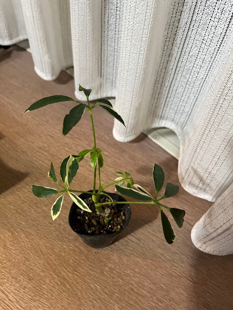 観葉植物　シェフレラムーンドロップ　抜き苗