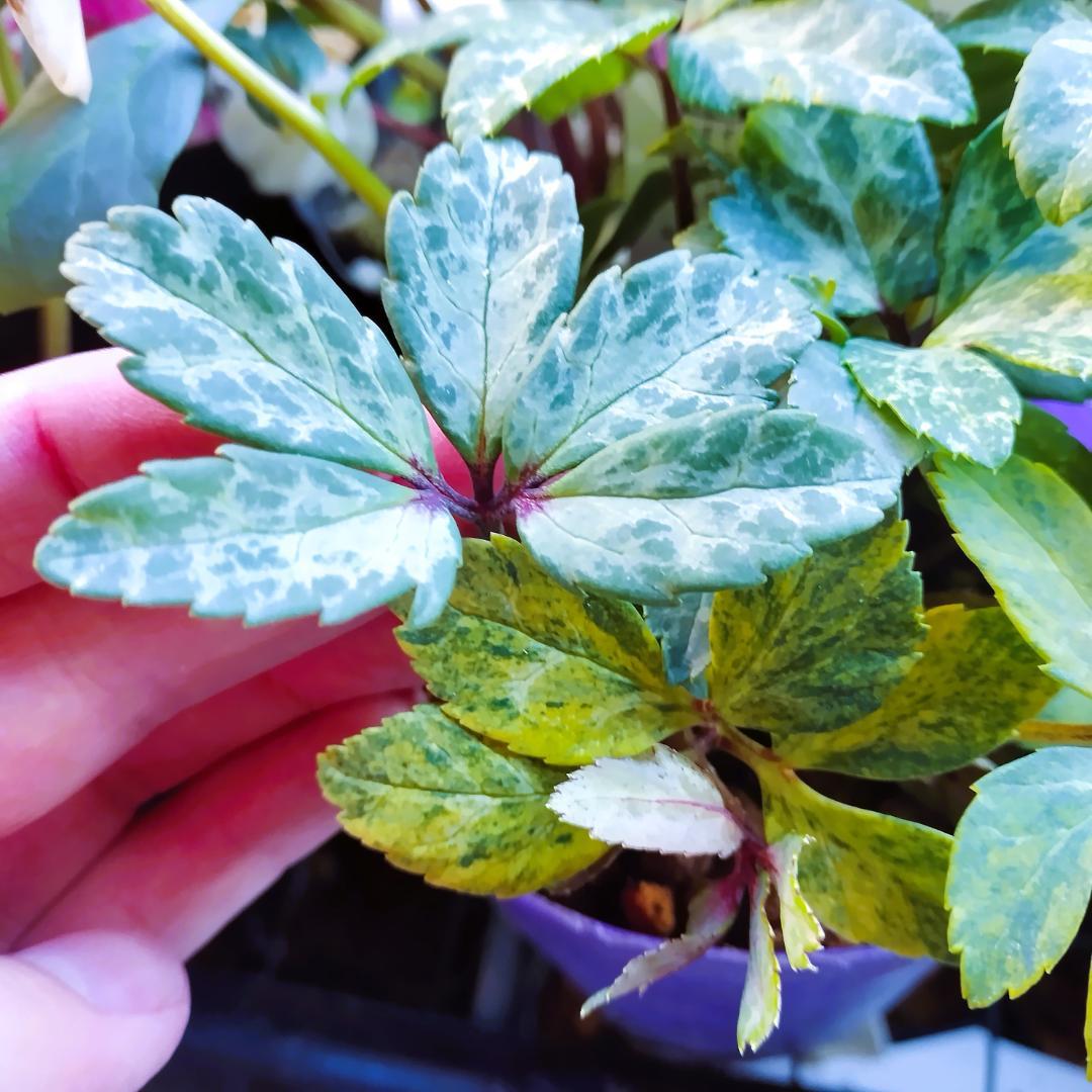 クリスマスローズ開花株ssプチドールグレー系パウダリー　ssパールエッジ他交配済