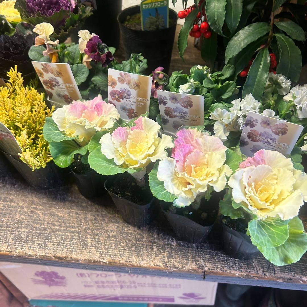 ガーデニング　お正月素材　てんこ盛りアソート　25ポット