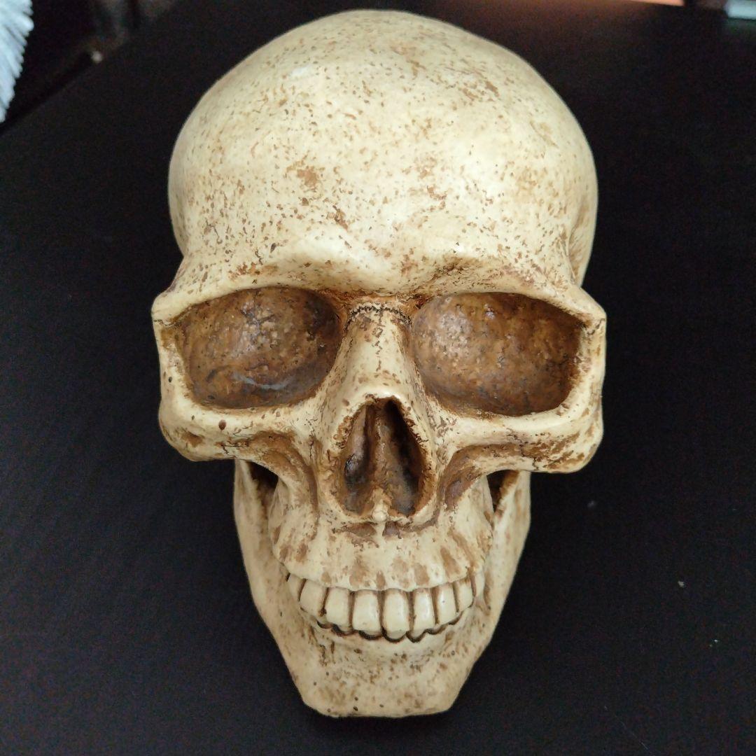 スカル ドクロ ガイコツ 置物 オブジェ