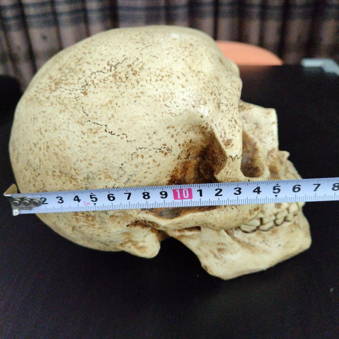 スカル ドクロ ガイコツ 置物 オブジェ