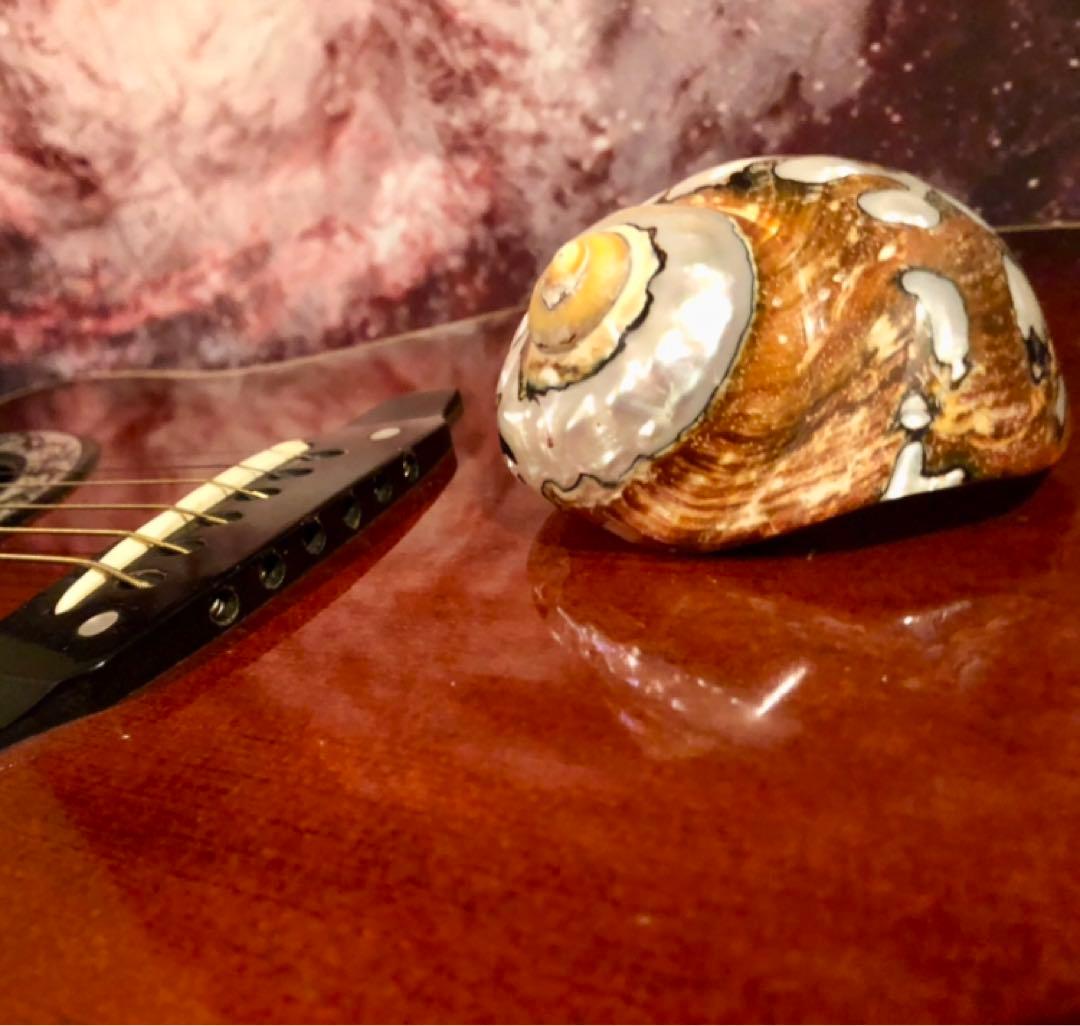 沖縄県宮古島産★ 天然夜光貝【研磨加工済】オブジェ★￼インテリア￼