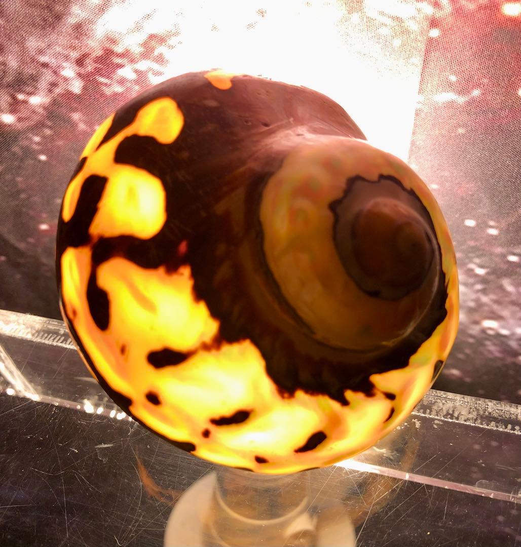 沖縄県宮古島産★ 天然夜光貝【研磨加工済】オブジェ★￼インテリア￼