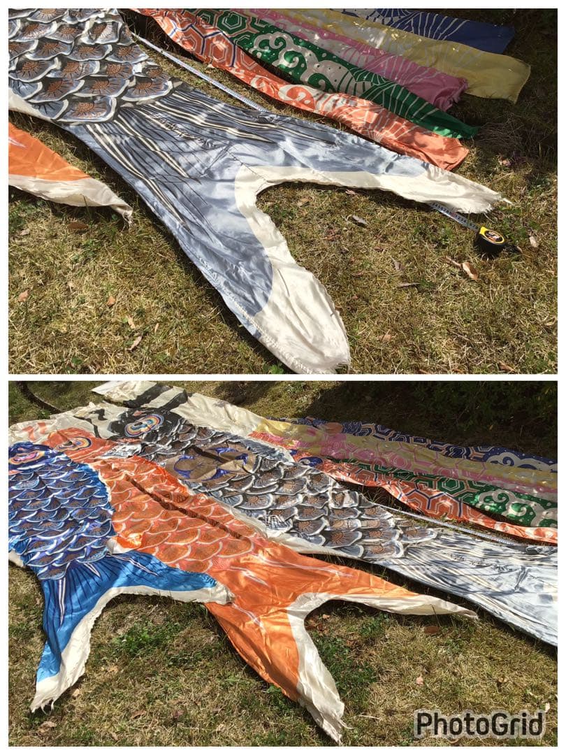 ●逸品〓旧家整理品●高級 鯉のぼり●幸正監修・飛翔之鯉『大利』6M●家紋丸に梅鉢