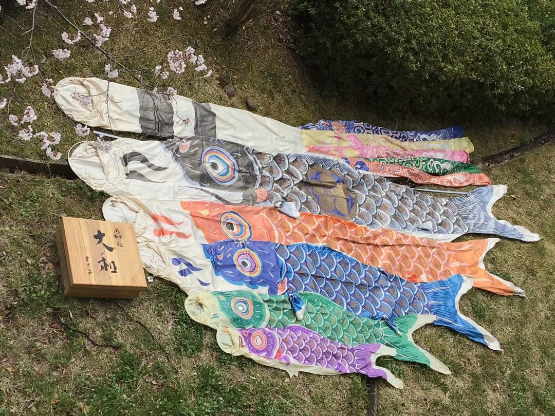 ●逸品〓旧家整理品●高級 鯉のぼり●幸正監修・飛翔之鯉『大利』6M●家紋丸に梅鉢