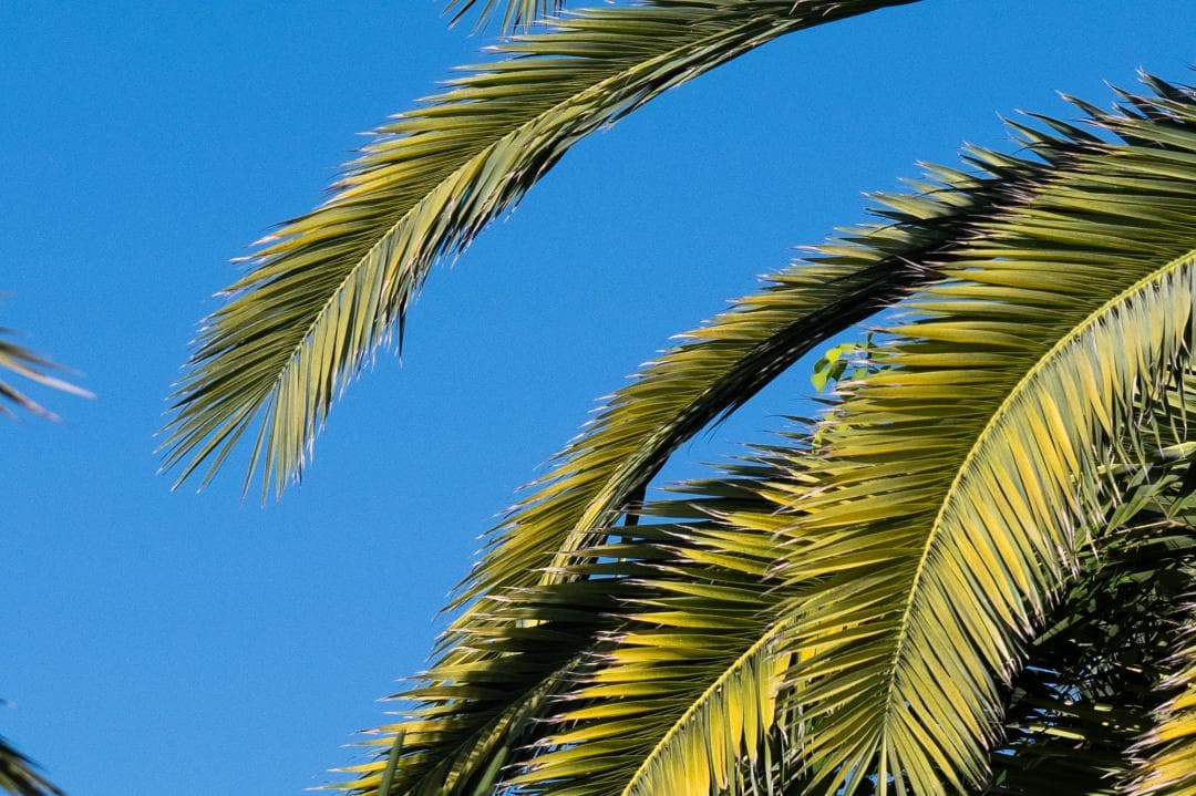 SIGMA 70mm F2.8 DG MACRO Lマウント