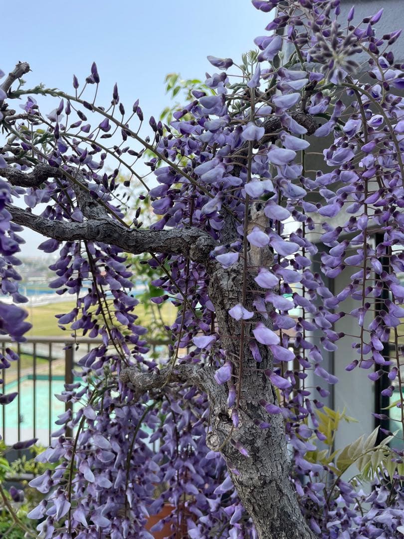 PALページ　藤　黒龍藤