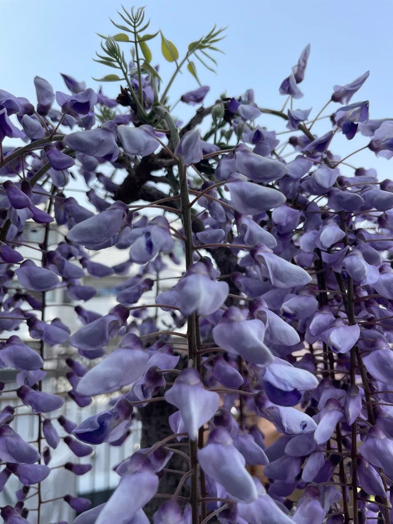 PALページ　藤　黒龍藤