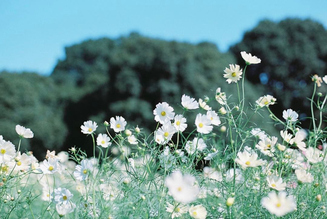 作例ありcanon AE-1 fd50mm f1.8レンズセット フィルムカメラ