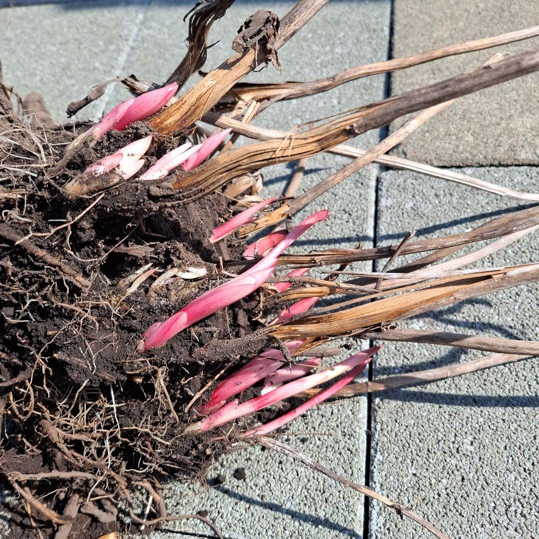 芍薬苗大株