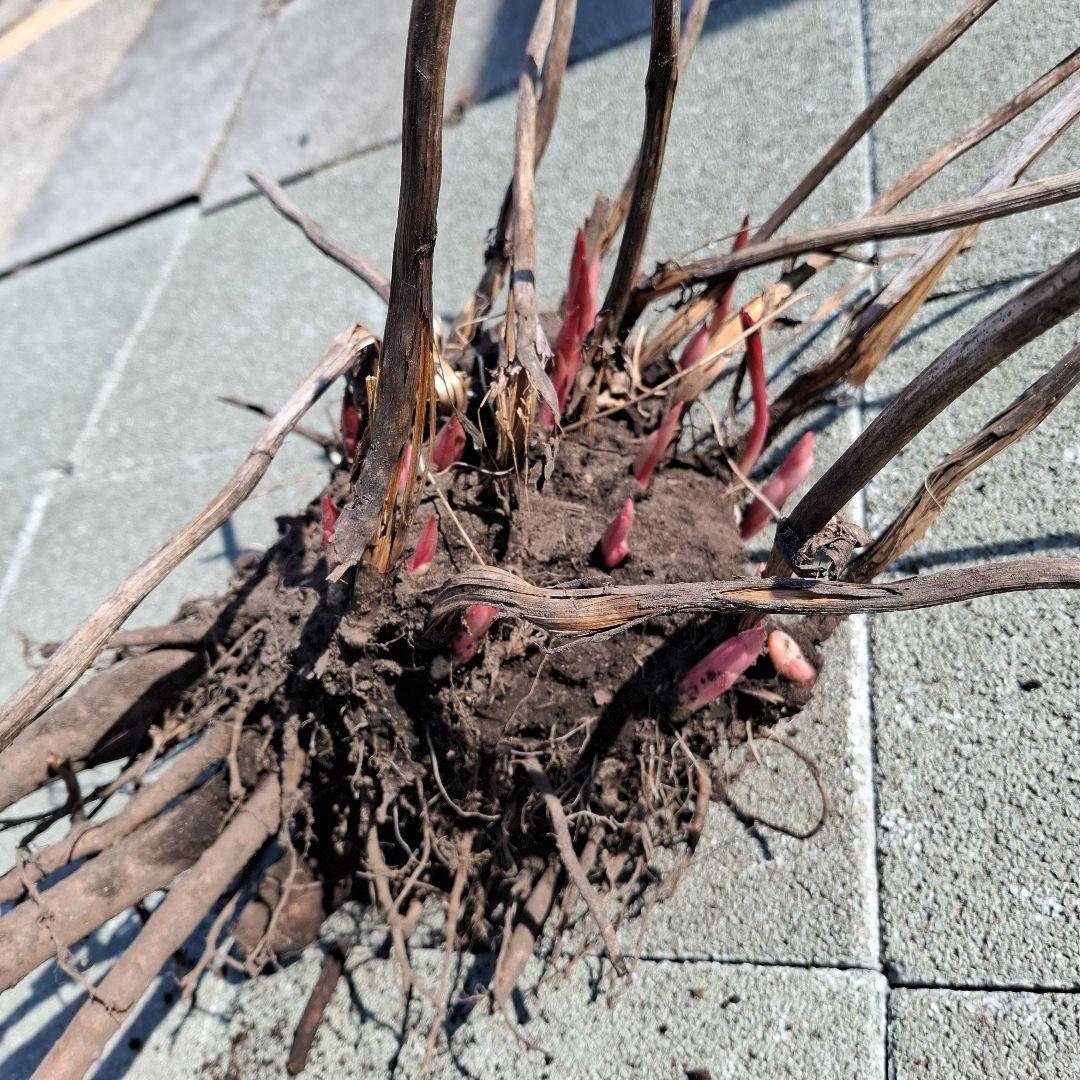 芍薬苗大株