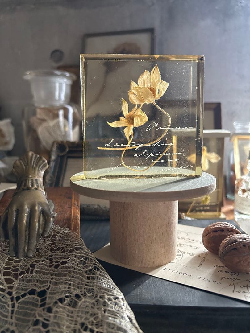 errer フランネルフラワー 土台付 筆記体 樹脂標本 植物標本 アンティーク