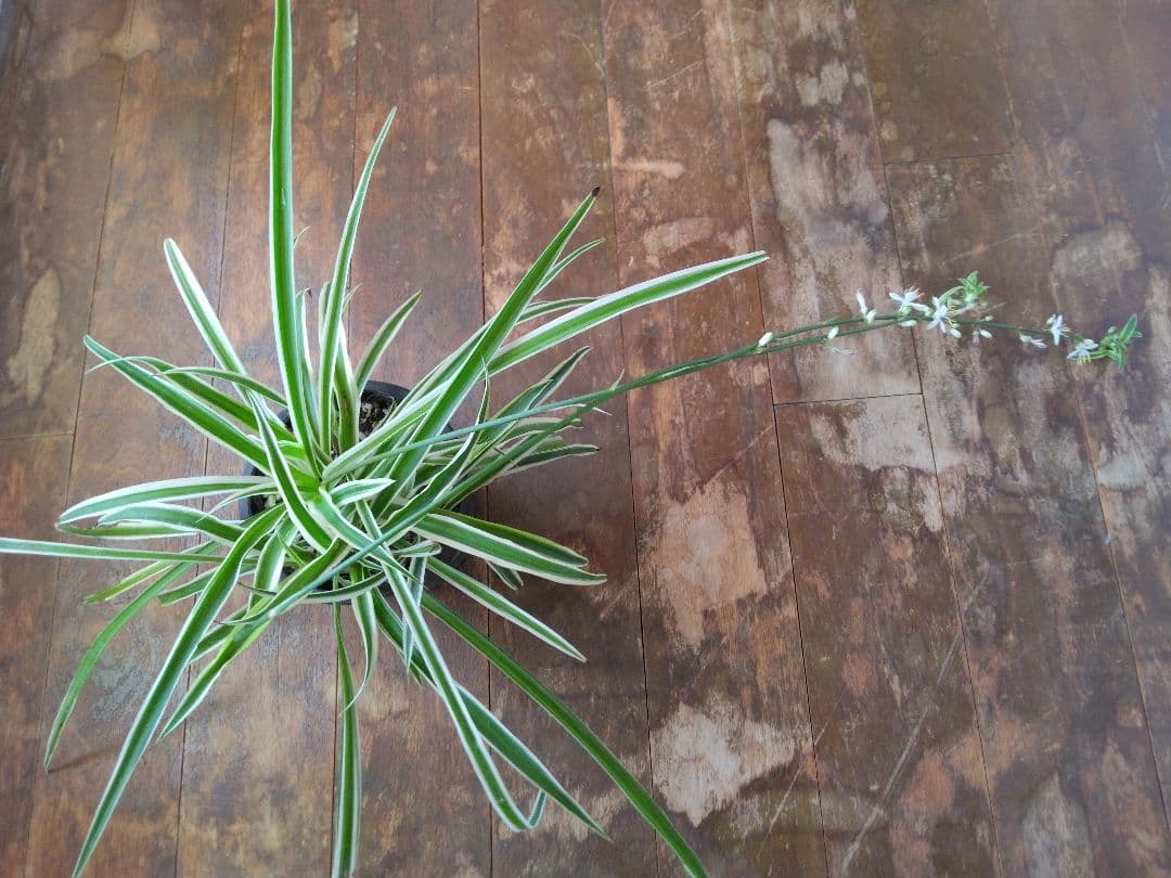 新品　観葉植物　オリヅルラン　5株付いています