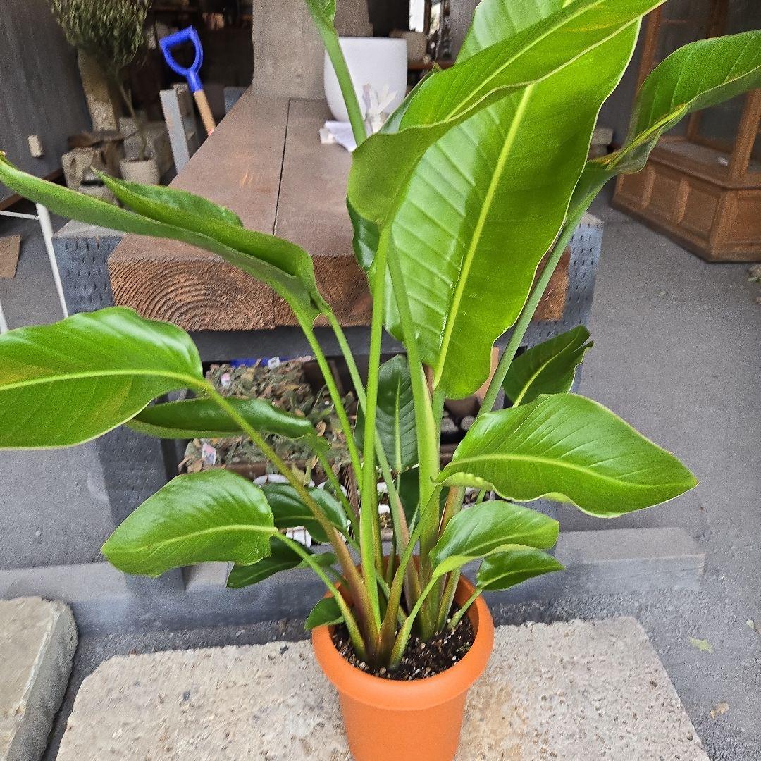 ②　ストレリチアオーガスタ　8号　３株植え　特大苗木最高等級極上品‼️