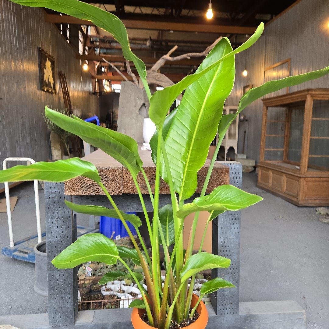 ②　ストレリチアオーガスタ　8号　３株植え　特大苗木最高等級極上品‼️