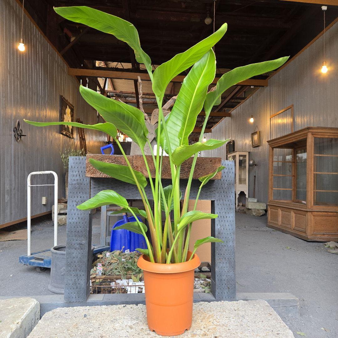 ②　ストレリチアオーガスタ　8号　３株植え　特大苗木最高等級極上品‼️