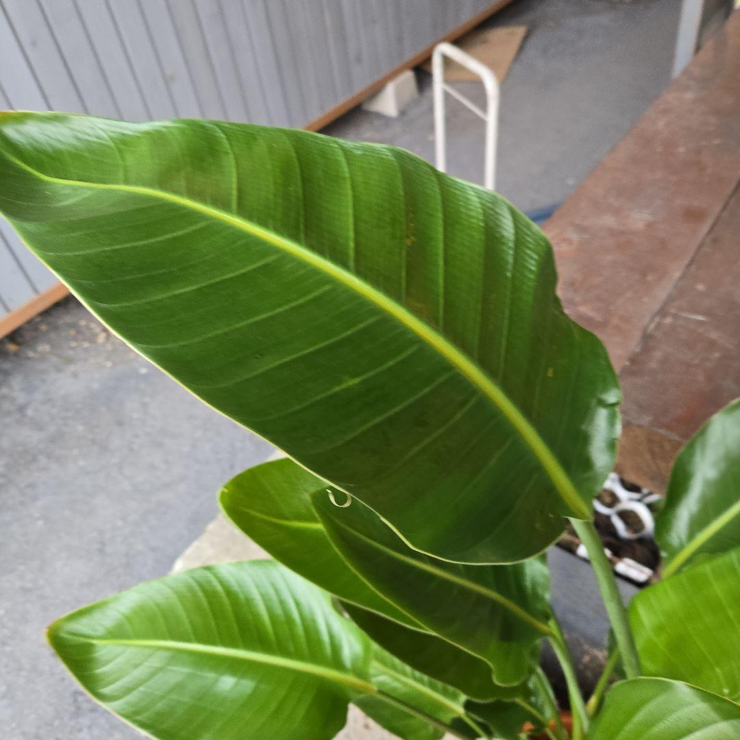 ②　ストレリチアオーガスタ　8号　３株植え　特大苗木最高等級極上品‼️