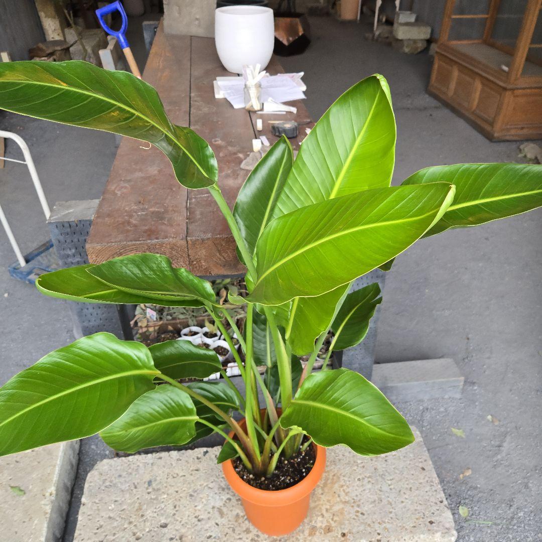 ②　ストレリチアオーガスタ　8号　３株植え　特大苗木最高等級極上品‼️