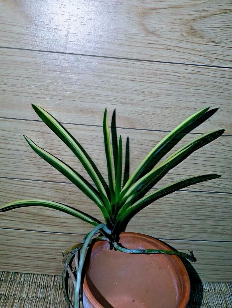 富貴蘭「翡翠の縞」開花株